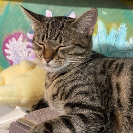 目を細めるマンチカン