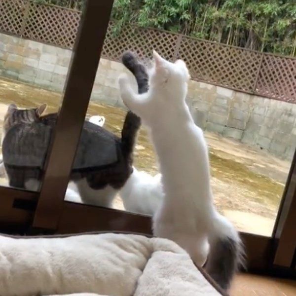 外の猫を見つめる猫