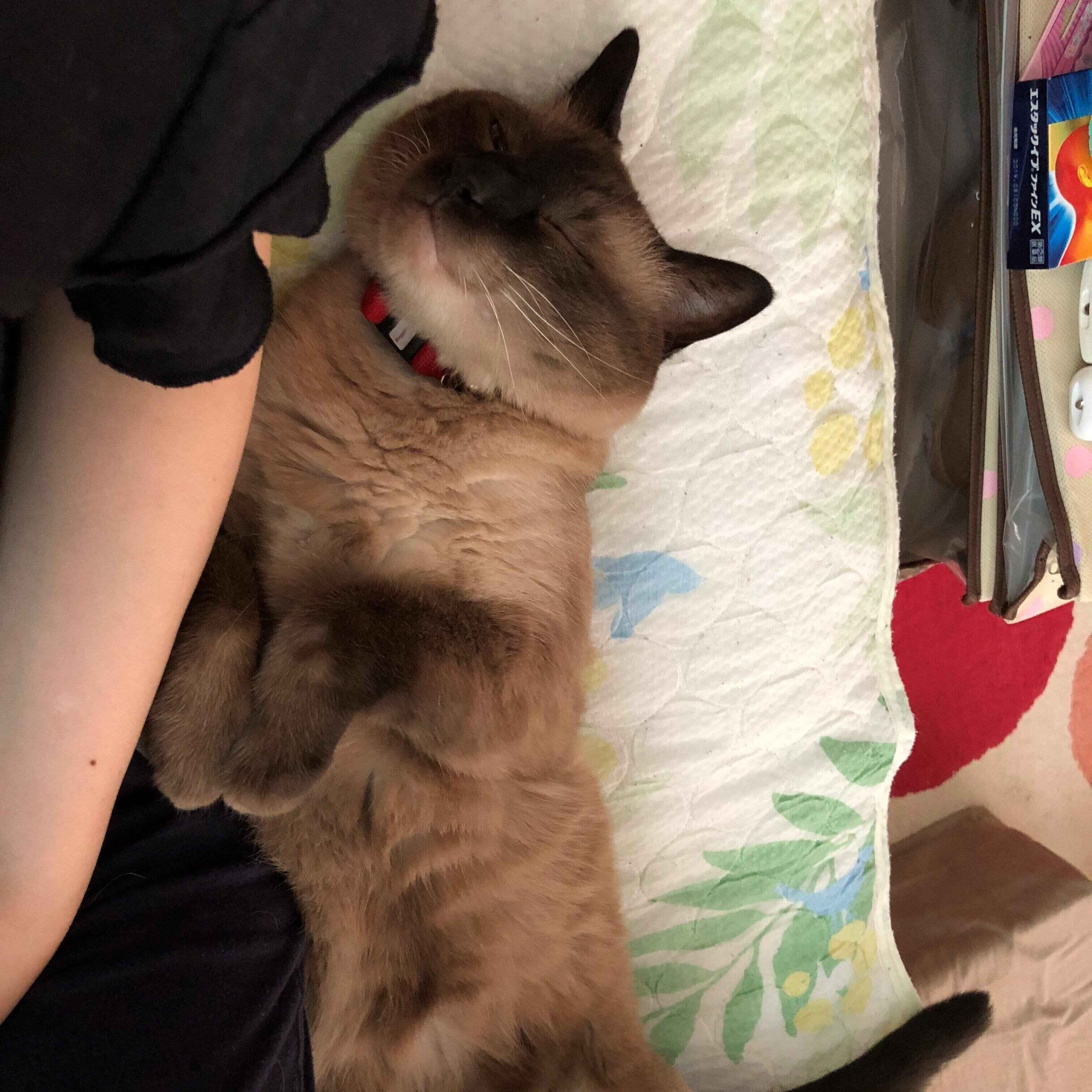 画像／2020年7月号『ねこの「触ってサイン」』