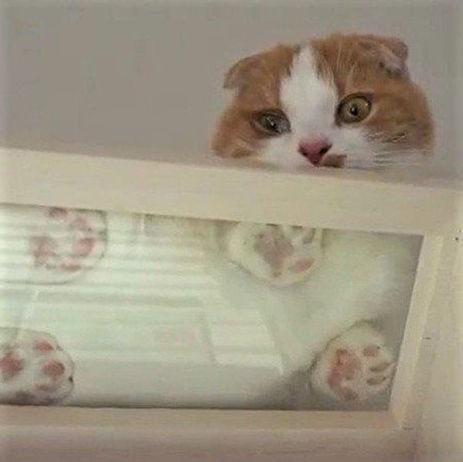 ガラス張りのキャットウォークを歩く猫 下から見る貴重な姿にキュン ねこのきもちweb Magazine ガラス張りのキャットウォークを歩く猫 下から見る貴重な姿にキュン ねこのきもちweb Magazine