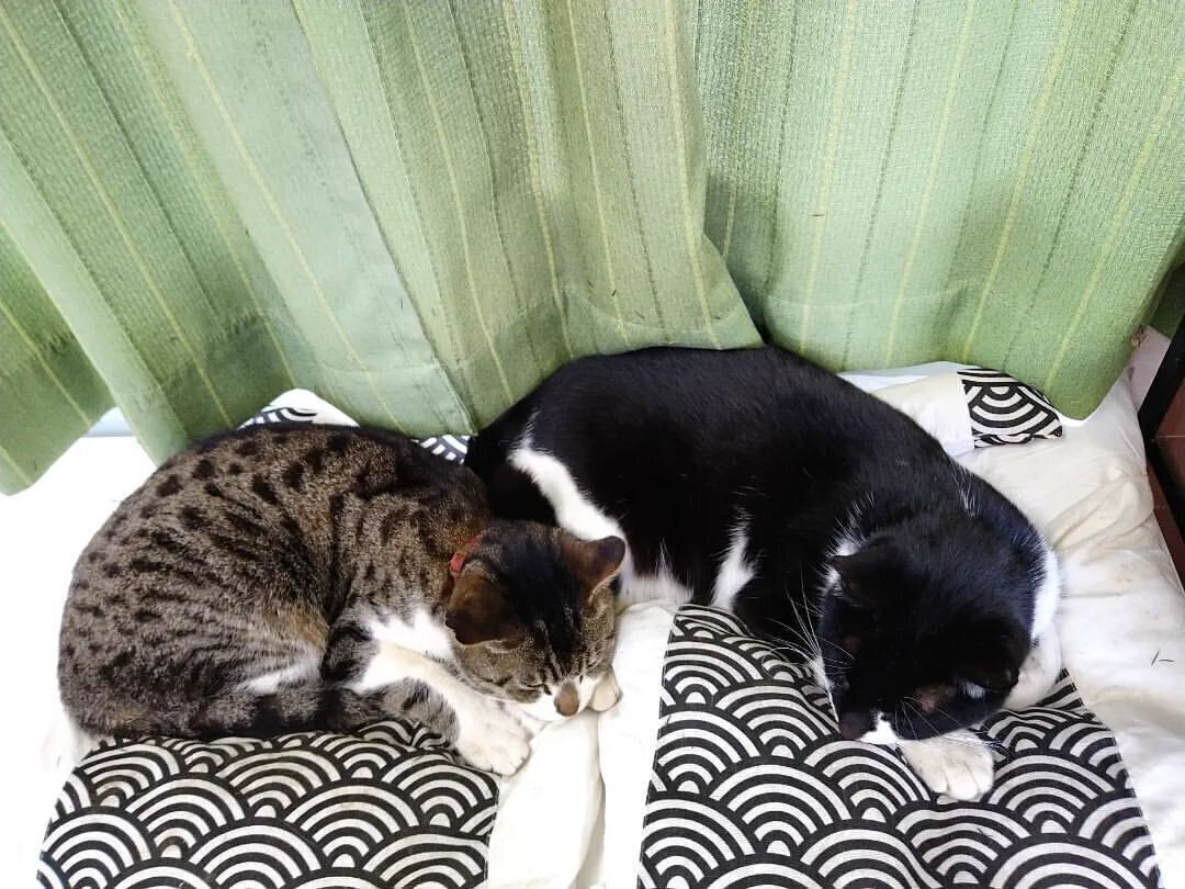 トラくんとホルスくん