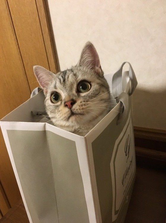 獣医師解説】猫の便秘とフードについて｜原因、対処法、療法食の利用 