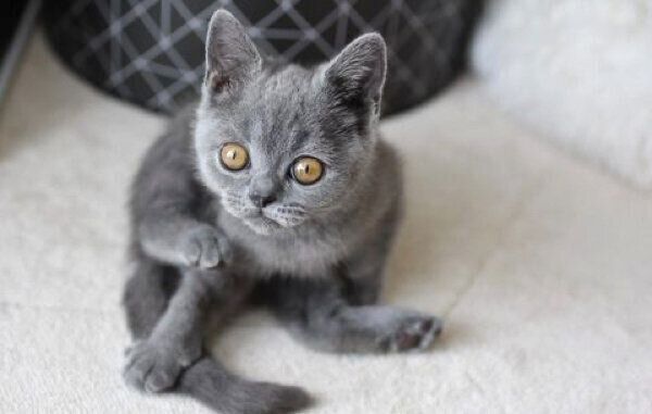 子猫時代のトロくん