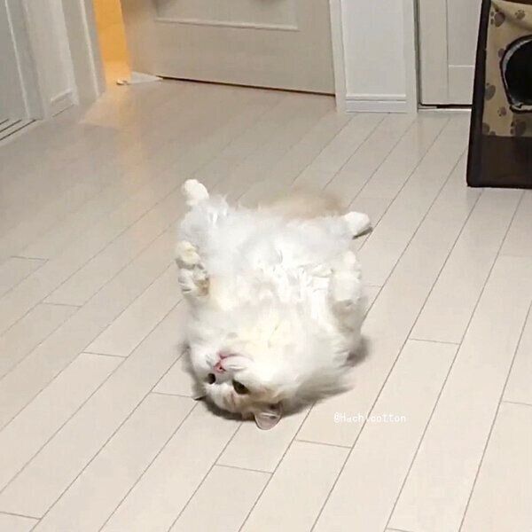 ヘソ天ポーズを見せるアポロくん