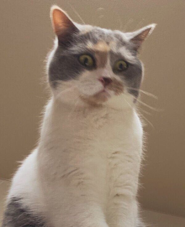 飼い主さんの背中に乗るみこちゃん