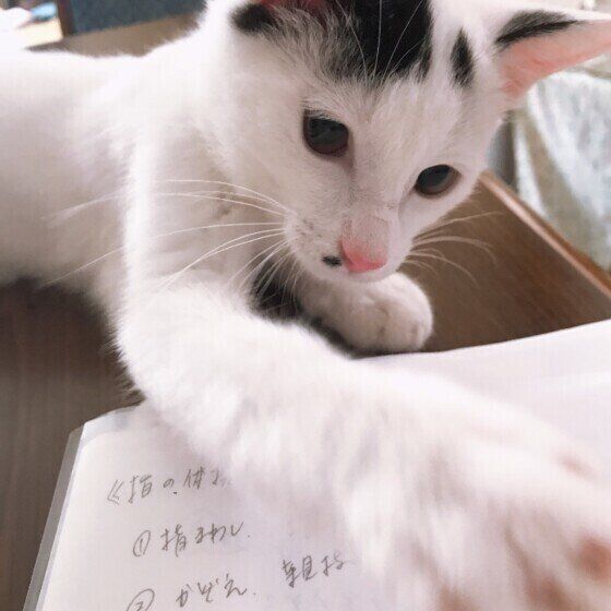 Mix（白）のぷーたくん♪