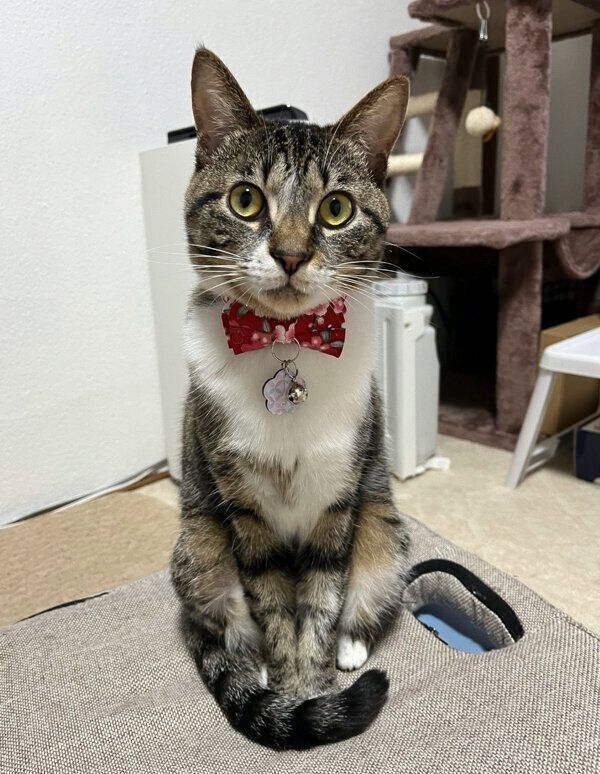 澄まし顔のごまちゃん