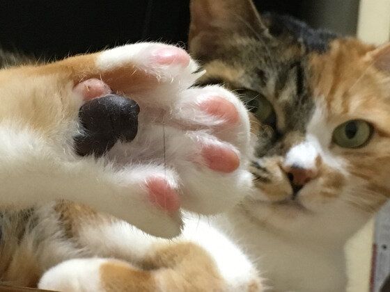 肉球を見せる猫