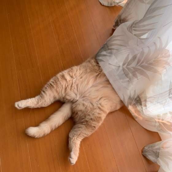 ブリティッシュショートヘアのさものすけちゃん