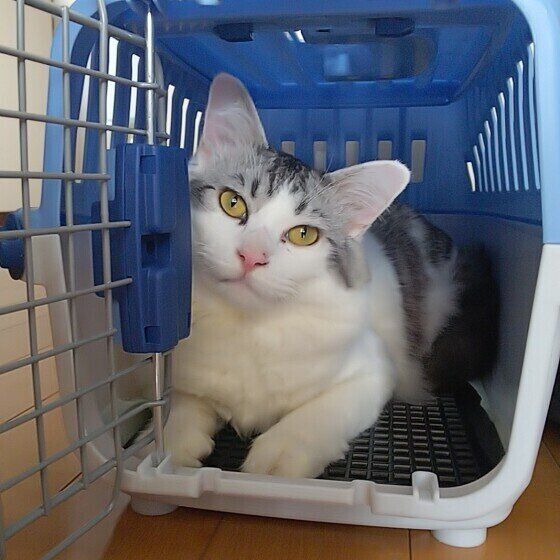 キャリーバッグに入っているサバトラ