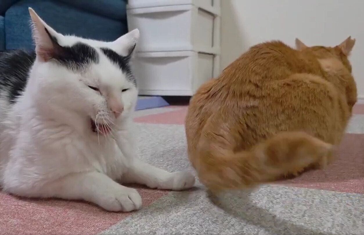 ちゃーくんがしっぽを振る横で、あくびをするこもちゃん