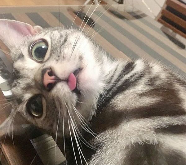 見つめるアメリカンショートヘア