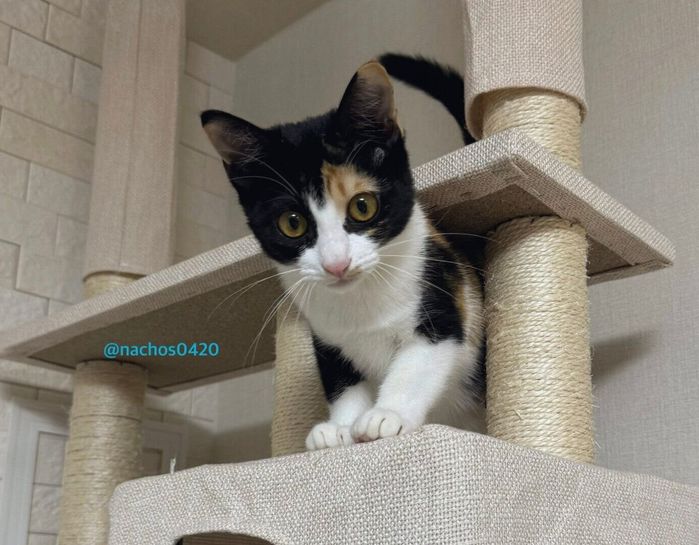 キャットタワーで遊ぶスイちゃん