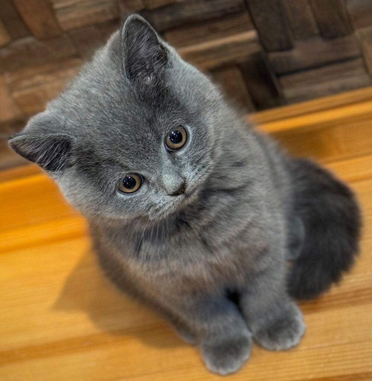 お迎え初日に撮影したふてのしんくん