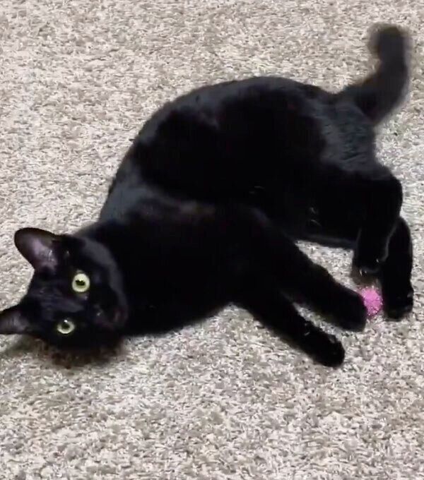 いちいちカメラ目線で遊ぶニコルちゃん