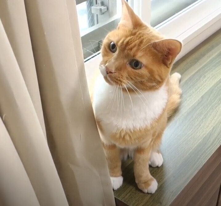 カーテンと猫