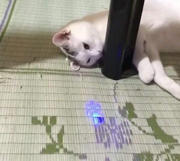 眠たいけど遊びたい猫