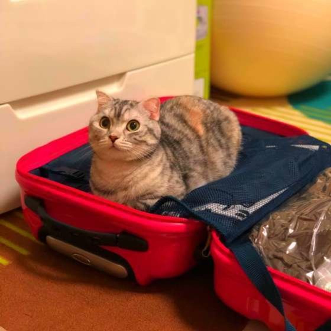まだ 信頼関係を築けていない人 に対して猫が見せるしぐさは ねこのきもちweb Magazine まだ 信頼関係を築けていない人 に対して猫が見せるしぐさは ねこのきもちweb Magazine