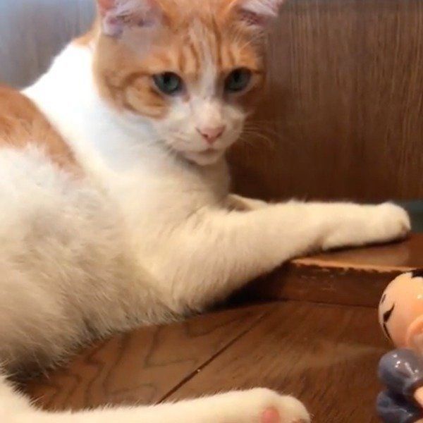おもちゃにジャブされるにゃんこ
