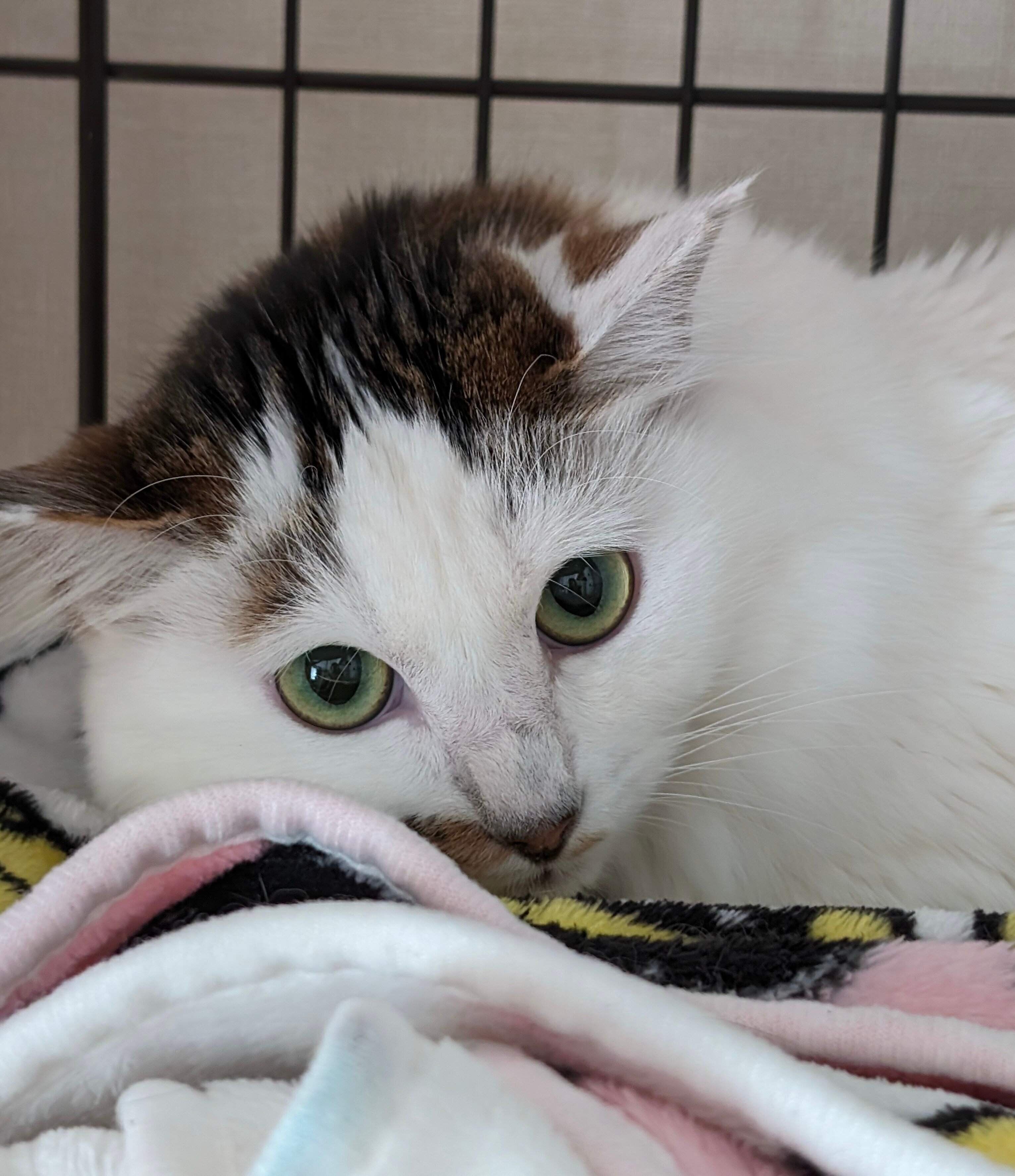 飼い主さんの家にやってきたころのリズちゃん。