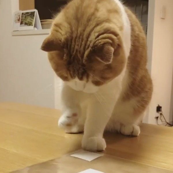 粘着テープ大好きニャンコ