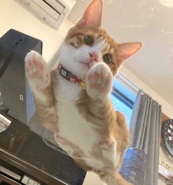 見つめるいなりくん