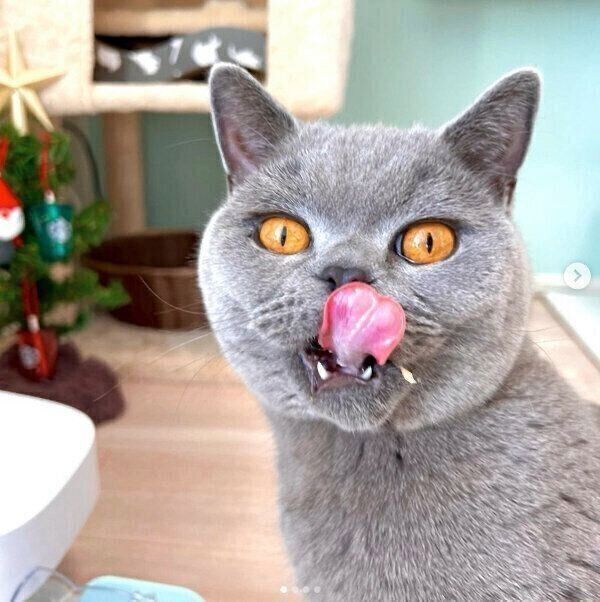 舌をペロッとするトロくん