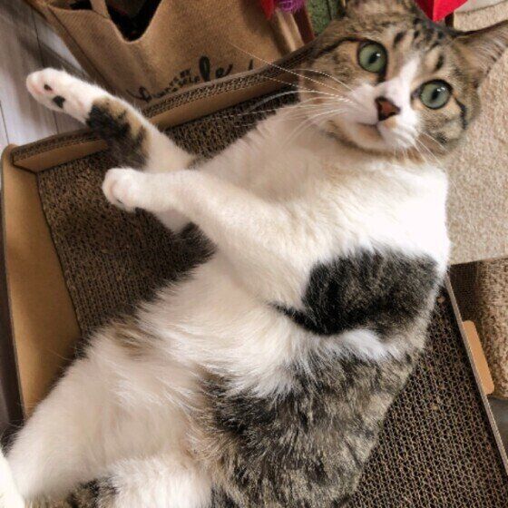 ゴロゴロするサバトラ