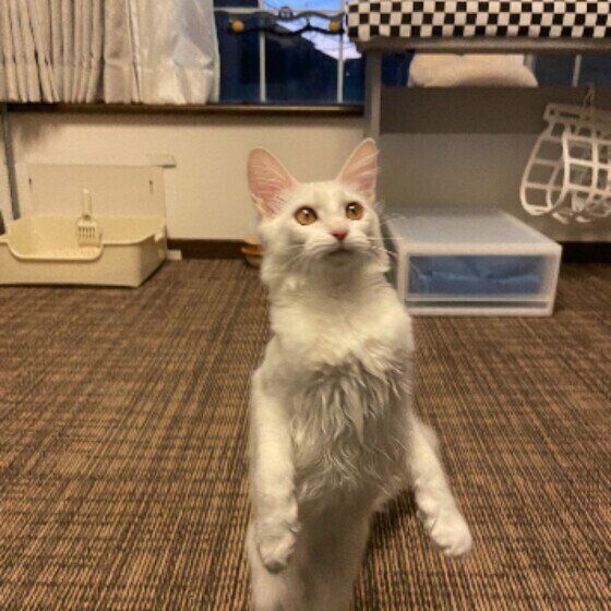 起立が上手な猫