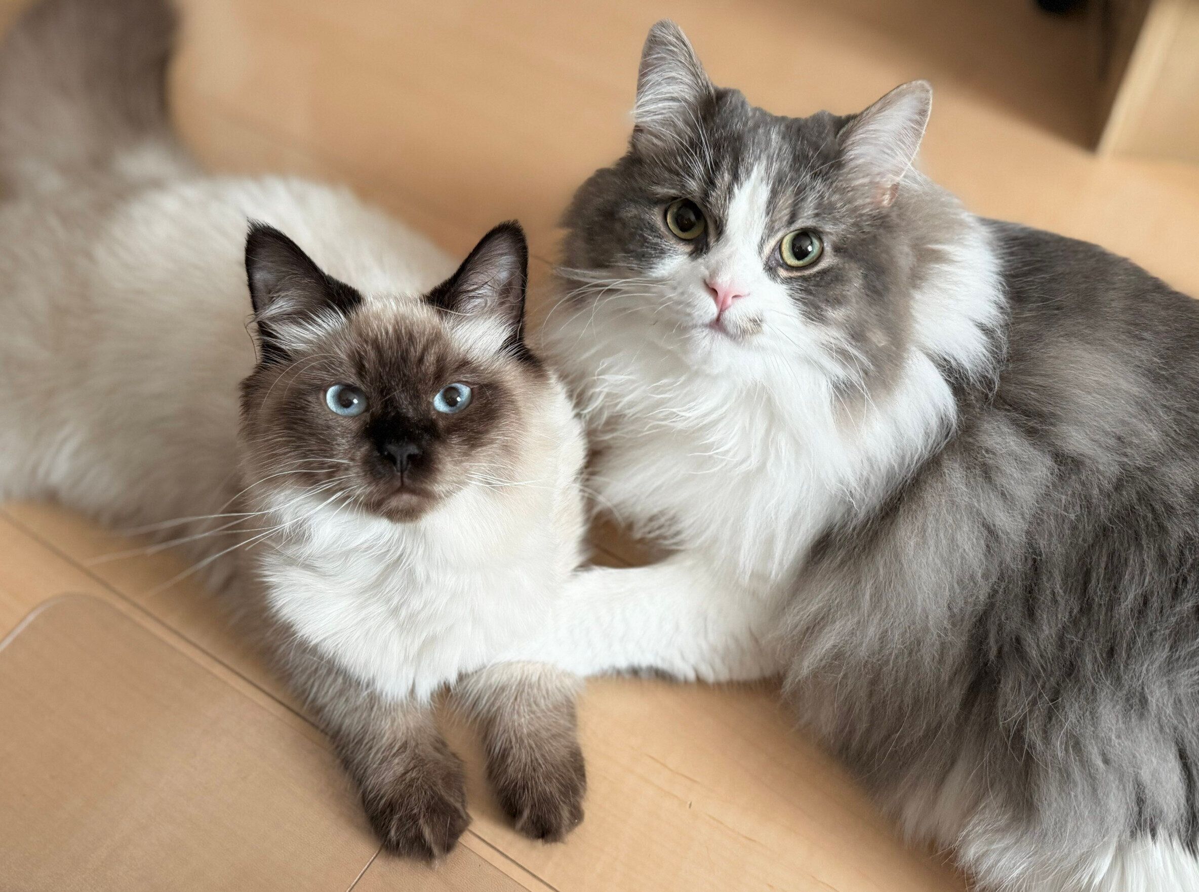 仲良しなるねくん、たおくん