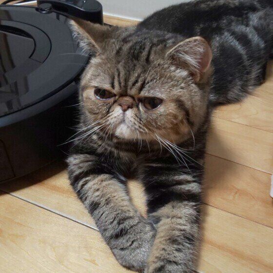 ムッシュ  エキゾチックショートヘア