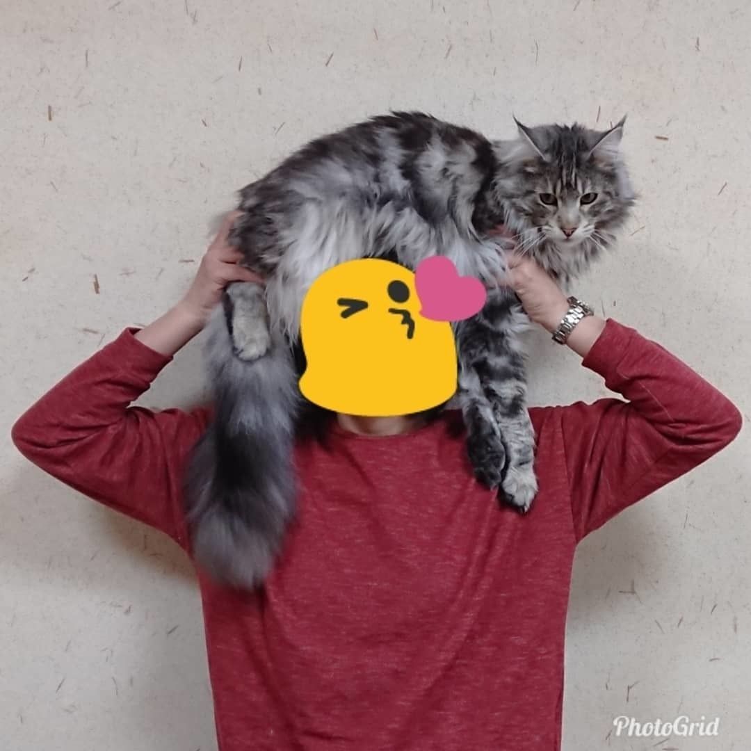 頭にのるメインクーン