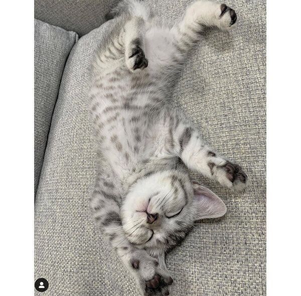 バンザイ寝する猫