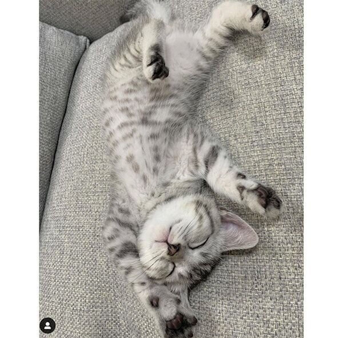 くつろぎっぷりがスゴい バンザイ寝 をする猫 しない猫の傾向を獣医師が解説 ねこのきもちweb Magazine