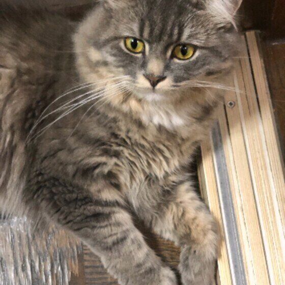 マンチカンのバロンくん