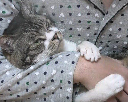 猫　リキちゃん