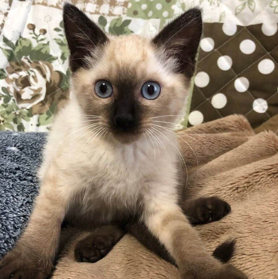 お迎えした当時のプリュイくん