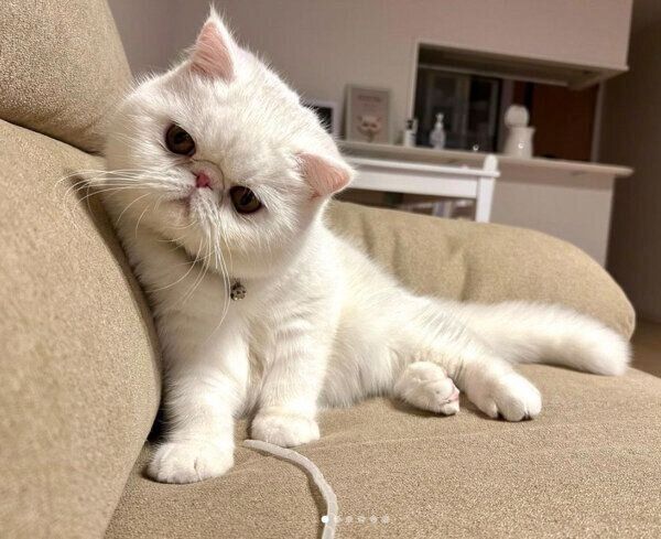 見つめるこてつくん