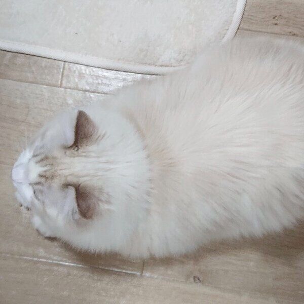 お迎え当時のしろくん