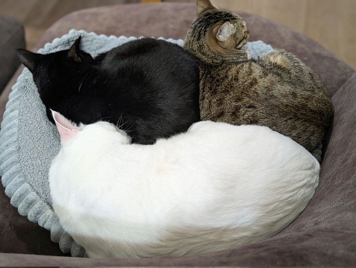 トディーくんとルーちゃんとニコちゃん