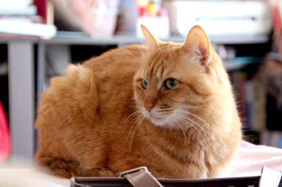 香箱座りをするレンくん