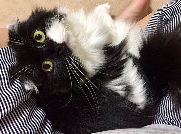 人気猫・すこんぶちゃんが虹の橋へ…愛猫を失った飼い主さんの思い｜ね