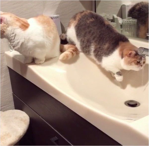 水にさわるニャンコ