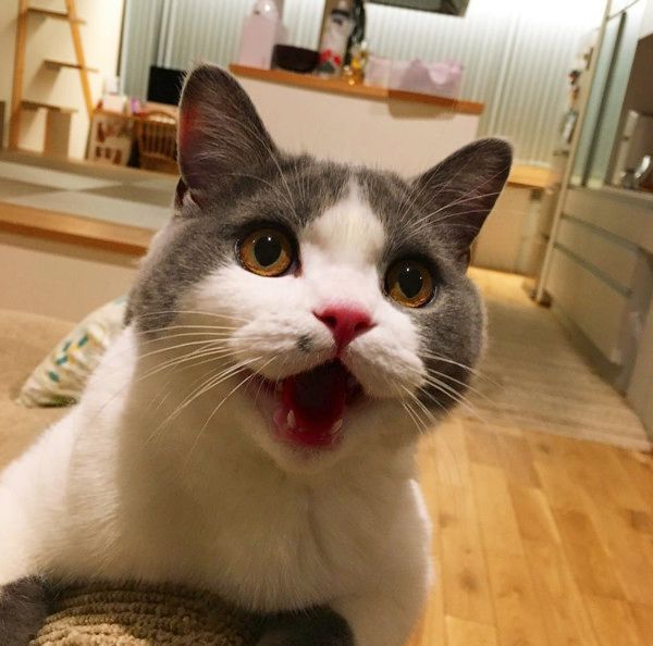 直立伸びする猫