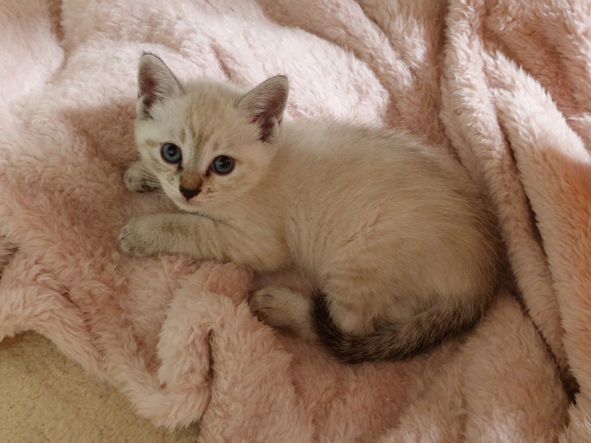 お迎え翌日に撮影した、生後1カ月のルナちゃん