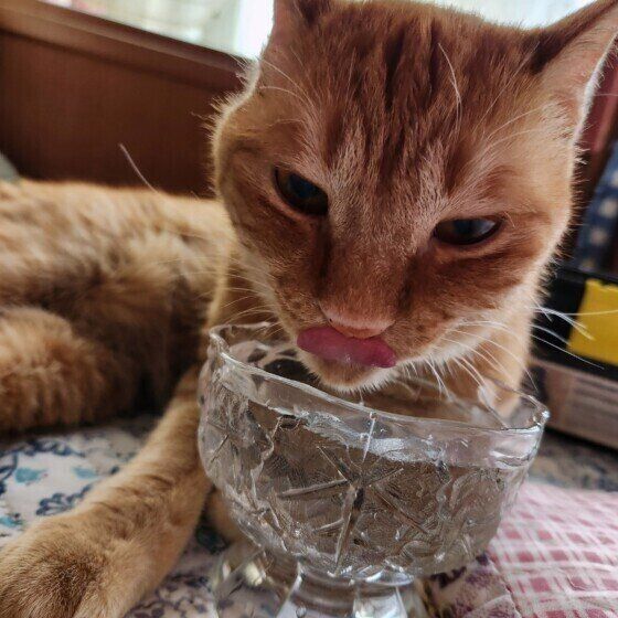 茶トラのれもんちゃん