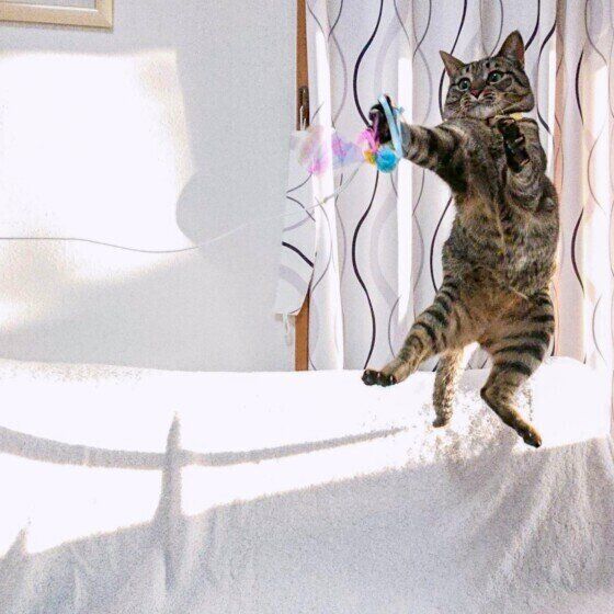 MIXキジトラのかんなちゃん