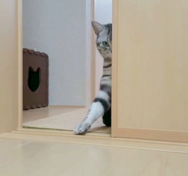 おやつを催促するアメリカンショートヘア