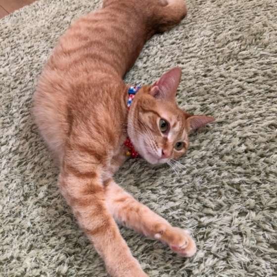 MIXのききょうちゃん