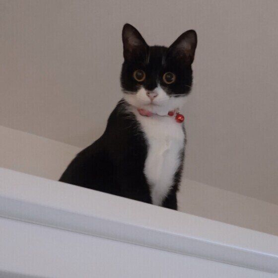 食器棚から見下ろすもみじちゃん